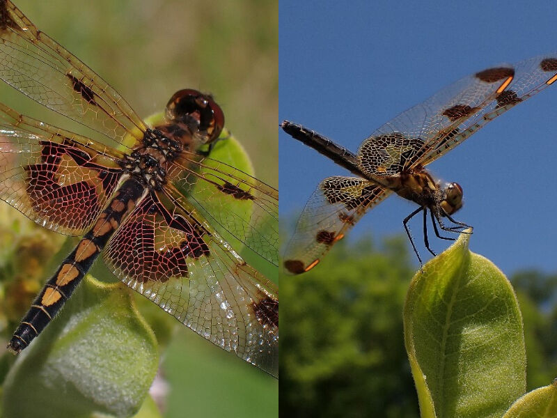 Natural Connections: Dragonflies And Emergence