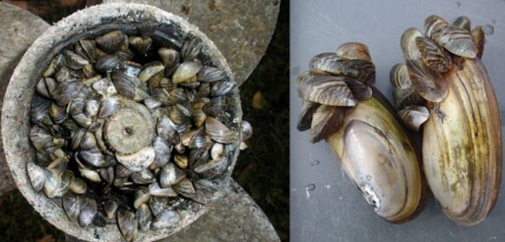 What You Need to Know About Zebra Mussels