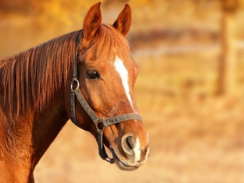 Horse Tests Positive For Eastern Equine Encephalitis Virus In Burnett County