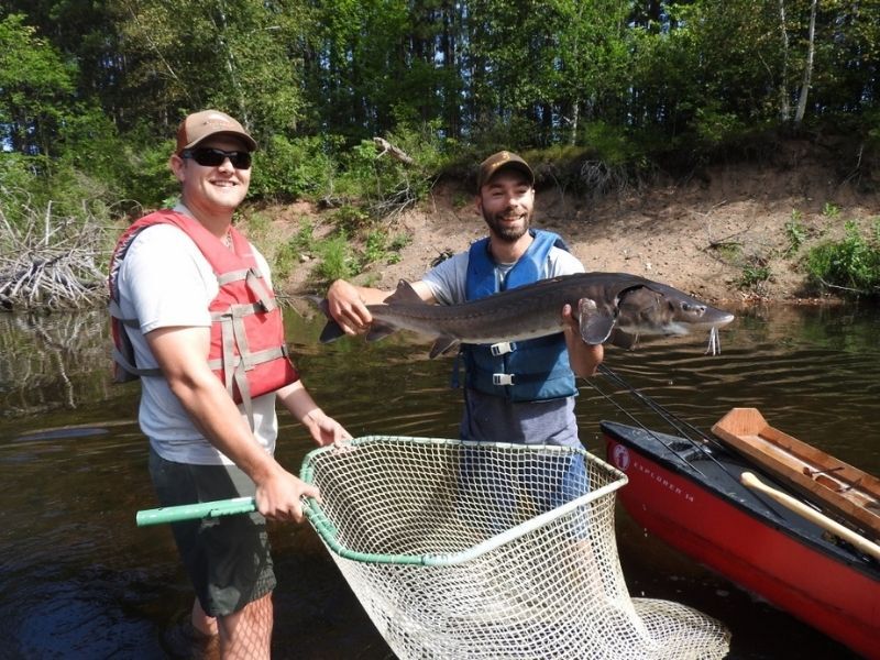 Natural Connections: Sturgeon Survey On The Couderay River