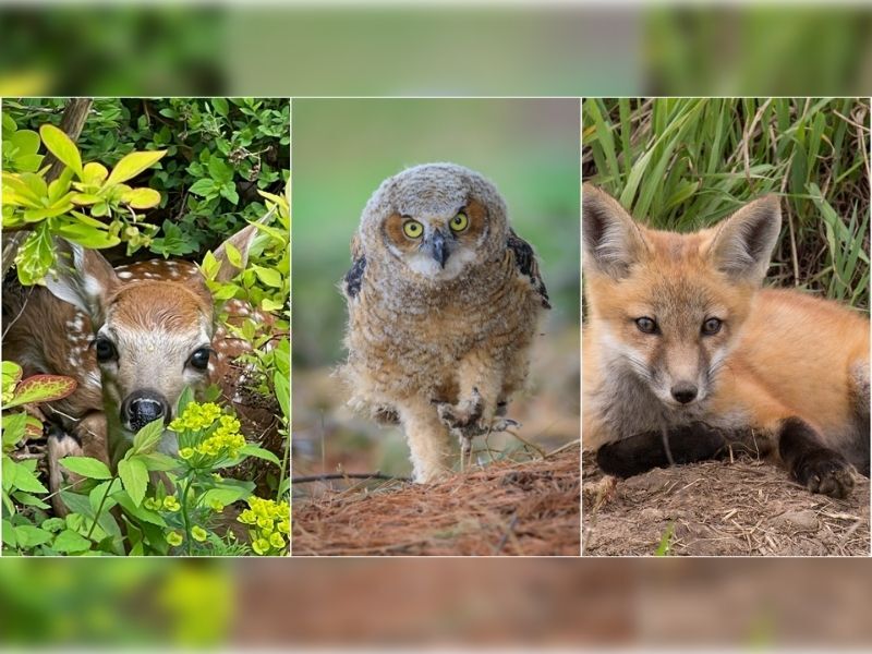 Natural Connections: How To Photograph Cute Baby Animals