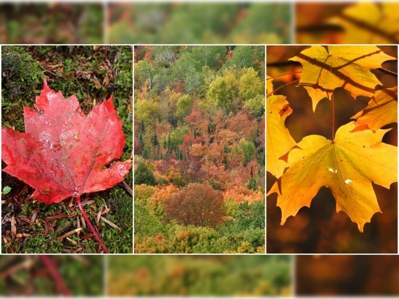Natural Connections: Fall Colors Revealed