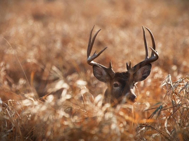 Hunters Reminded To Test Deer For CWD Before Consuming Venison