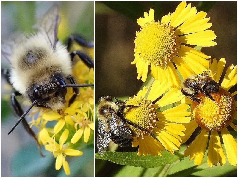 Natural Connections: Fuzzy Bees Fattening Up