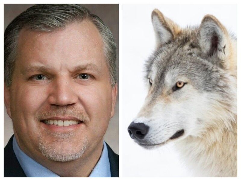 Senator Stafsholt: Disappointed Court Ends Wolf Hunt, Yet Again