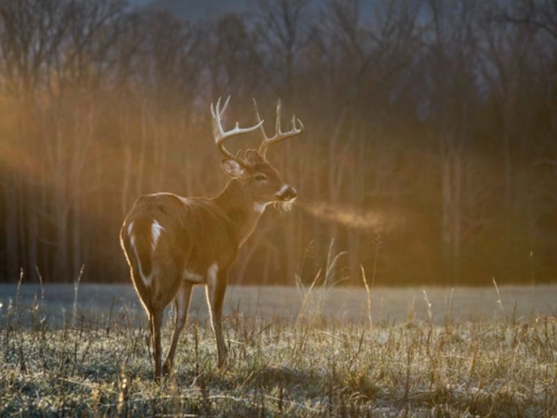 Nine-Day Gun Deer Hunt Harvest Totals Released