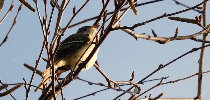Natural Connections: Least Flycatcher