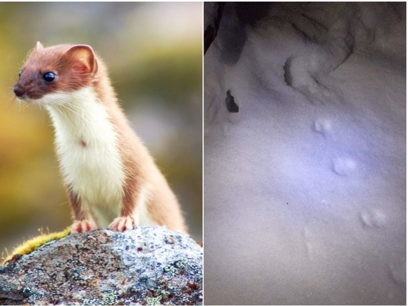 Natural Connections: Least Weasels In The Subnivean Zone