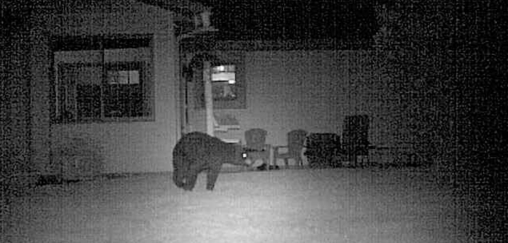 (VIDEO) Bear Caught on Camera by Spooner Homeowner