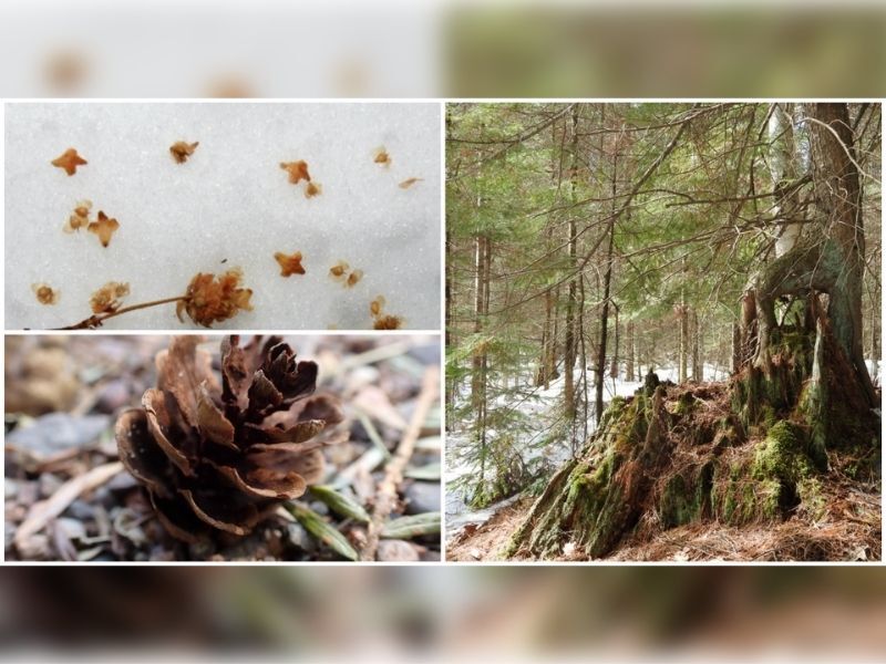 Natural Connections: Hemlock and Paper Birch: And Odd Couple