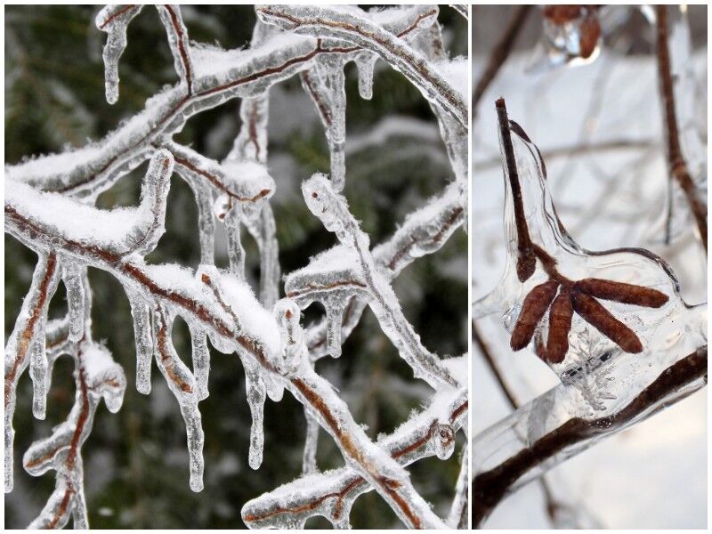 Natural Connections: Ice Storm: Beauty And Destruction