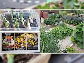 Small Space Gardening: Plot Planning, Bulb Starting, Crop Rotation, And Saving Toilet Paper Tubes Article Image