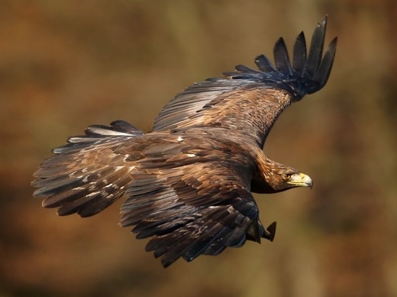 Natural Connections: Golden Eagles In NW Wisconsin