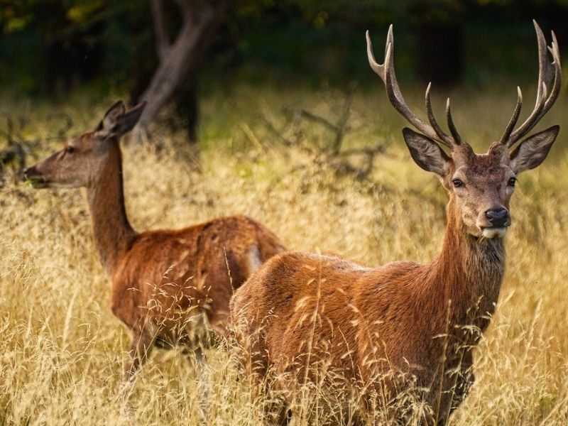 DNR Seeking Public Comment On 2022 Deer Season