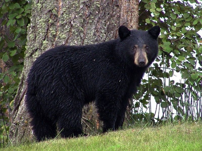 Be Bear Aware: Hear From Experts April 19 For Tips On How To Co-Exist With Bears