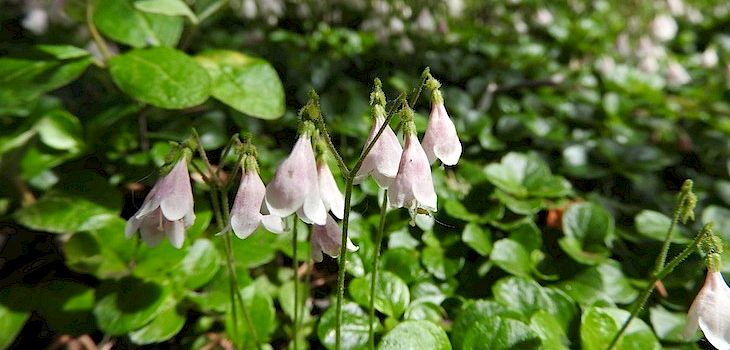 Natural Connections: Twinflower Far Away