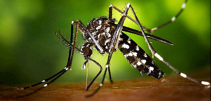 Mosquito Species Capable of Transmitting Zika Virus Found in Wisconsin