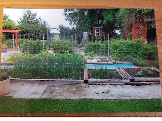 Small Space Gardening: Growing Herbs And Starting Potatoes Article Image