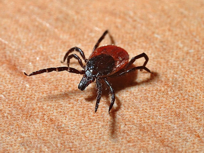 Lyme Disease Awareness Month: Protect Yourself From Tick Bites