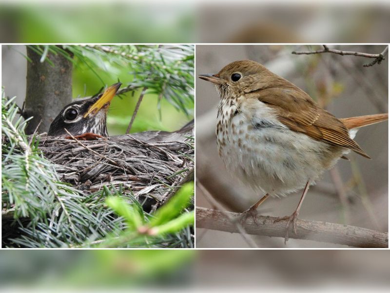 Natural Connections: Robins And Hermit Thrushes: Cousins In The Woods