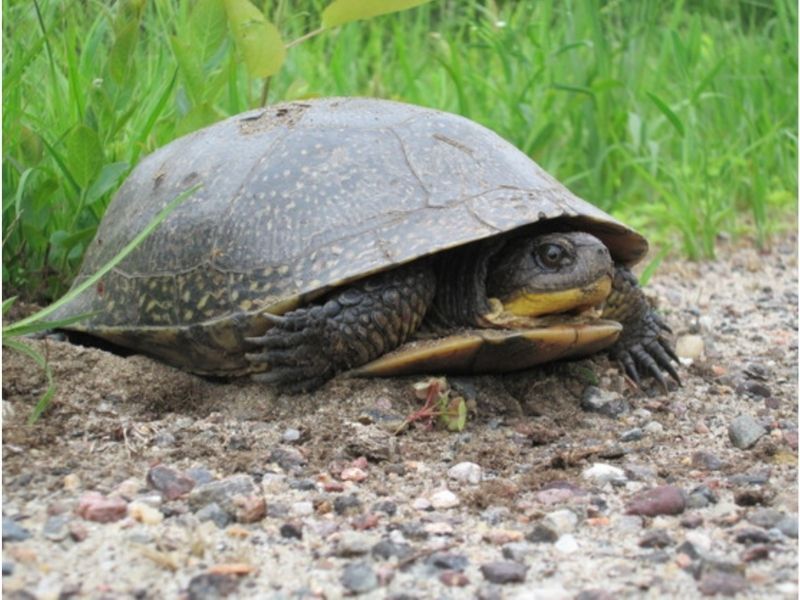 Help Protect Turtles During Turtle Nesting Season