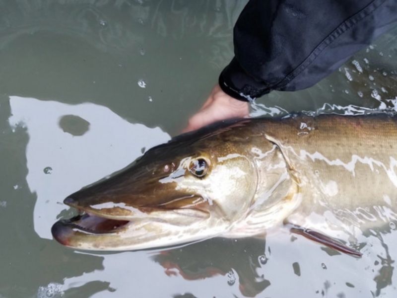 Catch The Fish Of A Lifetime; Northern Zone Musky Season Starts May 28
