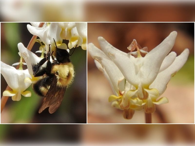Natural Connections: Bees And Breeches