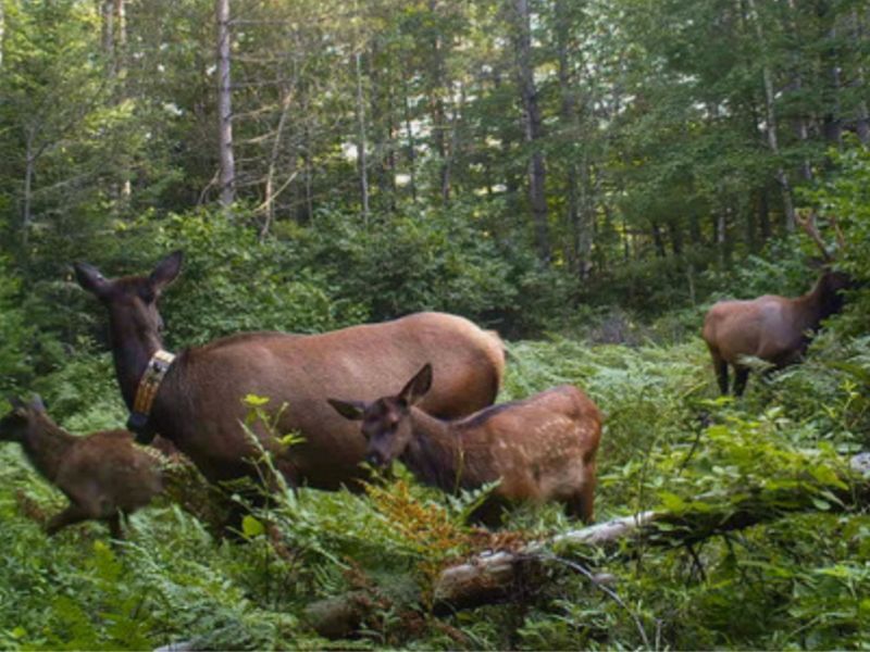 Elk Monitoring Volunteers Needed In Flambeau River State Forest And Clam Lake