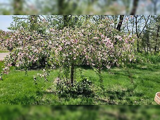 Small Space Gardening: Garden Update, Berry Bugs, Annuals Vs. Perennials, And Trees Article Image