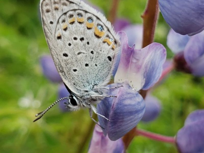 Give Butterflies, Bees And Other Pollinators A Lift During Pollinator Week, June 20-26