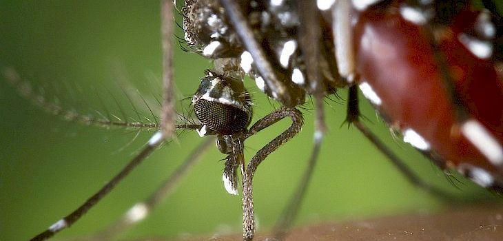 First Human Cases of West Nile Virus for 2017 Reported in Wisconsin