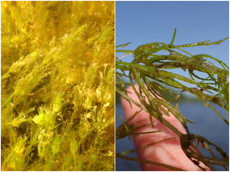 Natural Connections: Stinky Stonewort