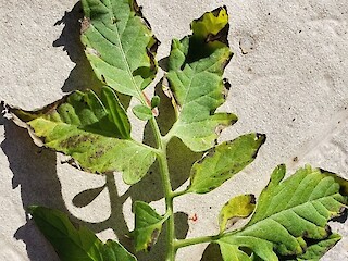 Small Space Gardening: Blight, Mildew, And Mulch. No, They're Not Lawyers, But Just As Intrusive Article Image