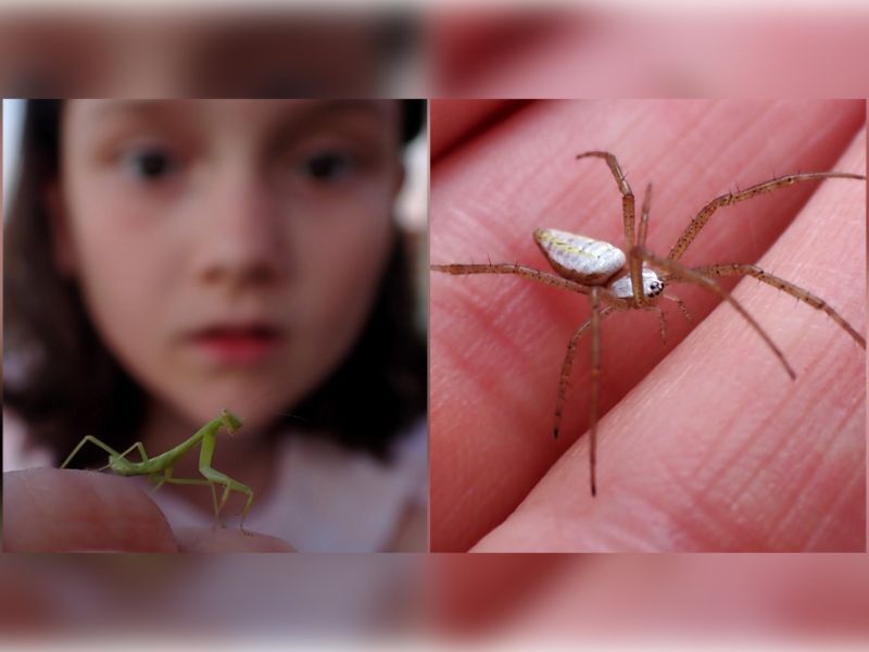 Natural Connections: Kids And Bugs