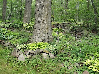 Small Space Gardening: Second Cropping, Seed Saving, A Garden Visit, And A Few Summer Recipes Article Image