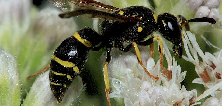 Natural Connections: Potter Wasp
