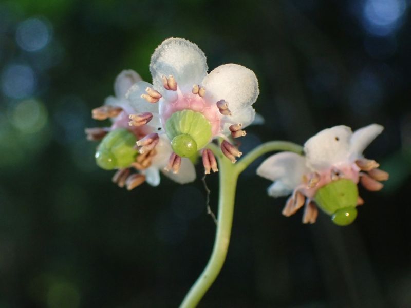 Natural Connections: Pretty Pipsissewa