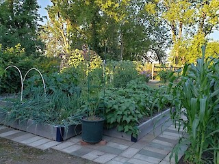 Small Space Gardening: A Garden Visit, Drying Herbs, Carrots No-No's, Chocolate Zucchini Bread, Pruning Tomatoes And Say Good Bye To Wasps Article Image