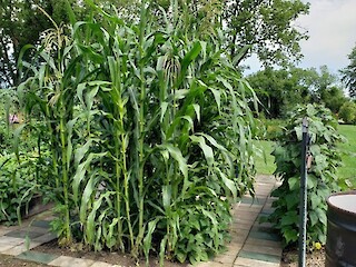 Small Space Gardening: Another Garden Visit, Harvesting Beets, Potatoes, And Nadapeno Peppers Article Image