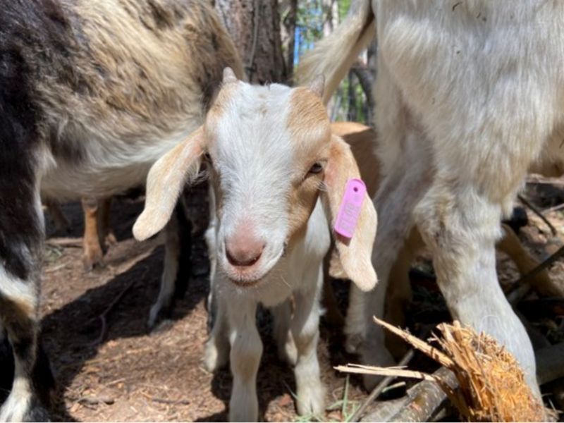 Wisconsin DNR’s Newest Land Managers – Goats