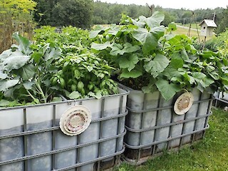 Small Space Gardening: Harvest Moon, Crop Rotation, Pruning Tomatoes, Preparing Containers For Winter, And A Gardener Interview Article Image