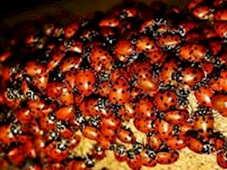 They're Coming. Be Prepared for the Invasion Article Image