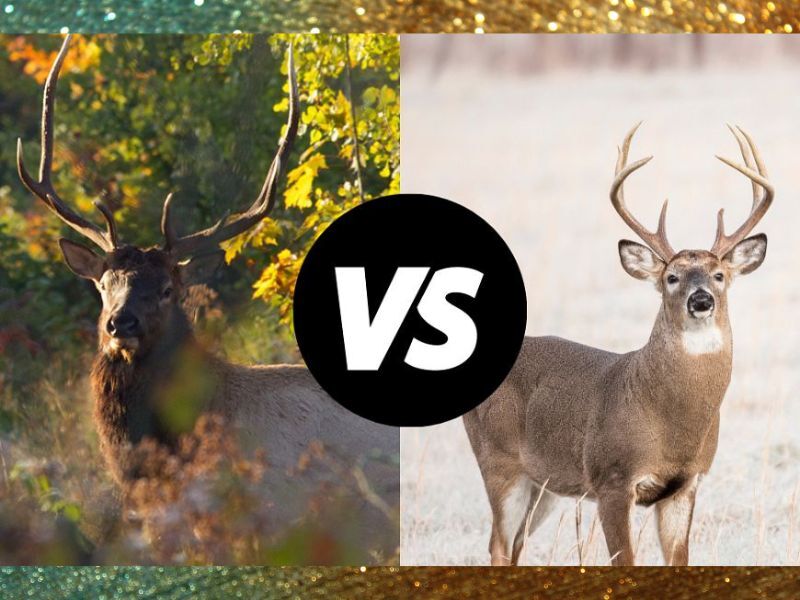 Know Your Target: Don’t Accidentally Shoot Elk Or Moose This Hunting Season