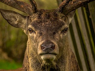 Changes Going into Effect for Deer and Turkey Tagging Plus Goose Harvest Registration Article Image