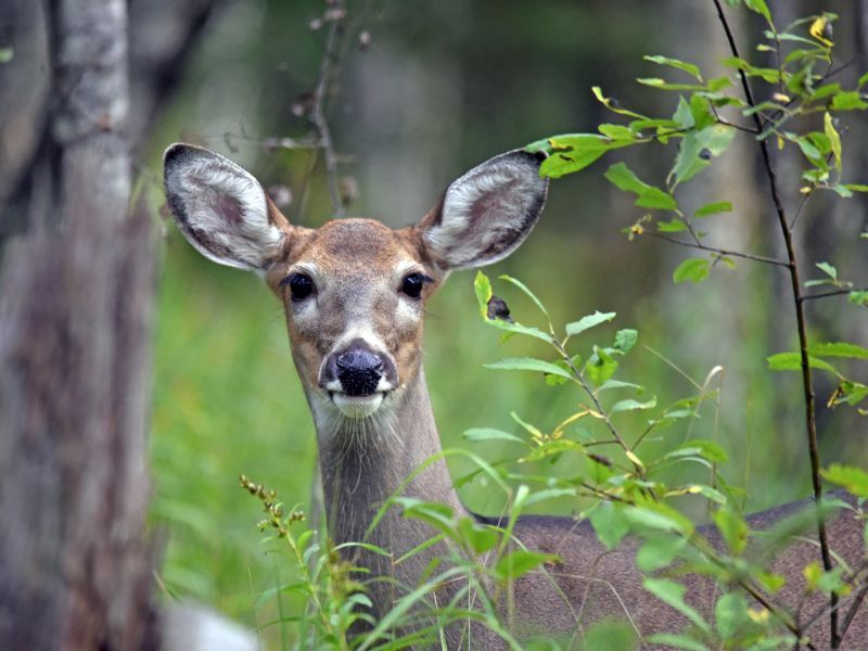 Archery And Crossbow Deer Hunting Seasons Open Sept. 17