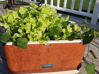 Small Space Gardening: Autumn Chores Article Image