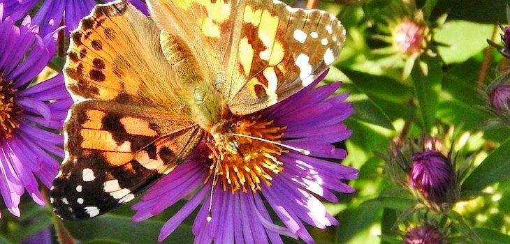 Natural Connections: Painted Ladies: A Driveway Moment
