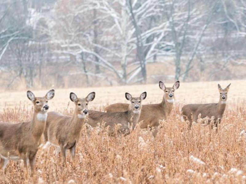 DNR Recommends Testing Deer For CWD Before Consuming Venison