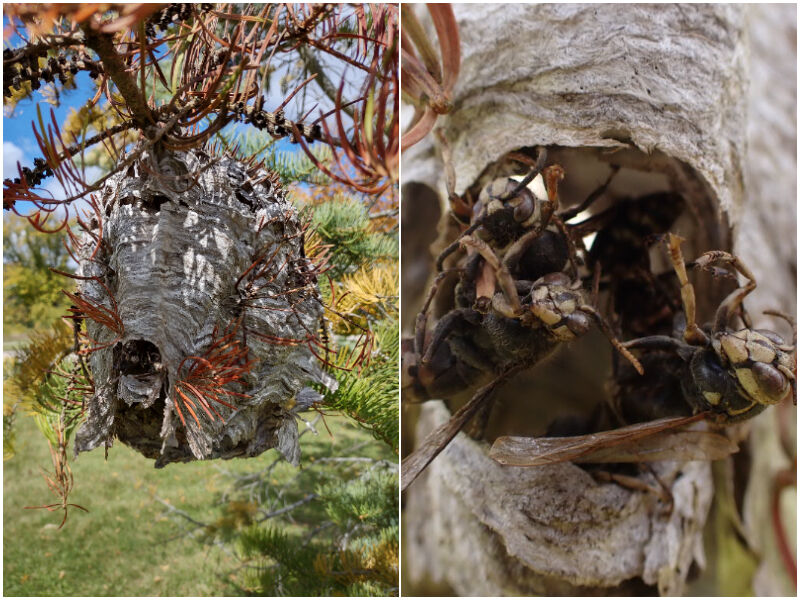 Natural Connections: Stories Buzzing In A Wasp Nest