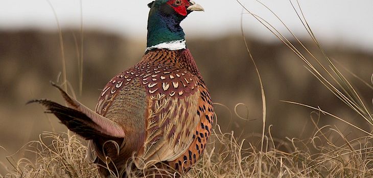 2017 Wisconsin Ring-Necked Pheasant Season Opens Oct. 14